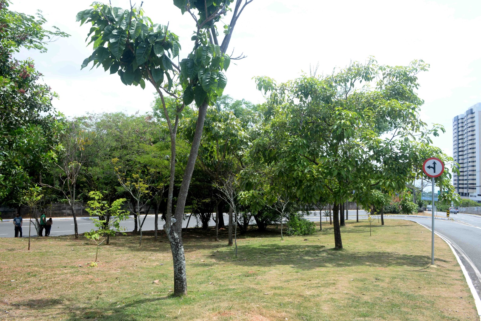 Imagem de Com investimentos em áreas verdes, Prefeitura transforma ruas e avenidas em locais mais arborizados em Salvador