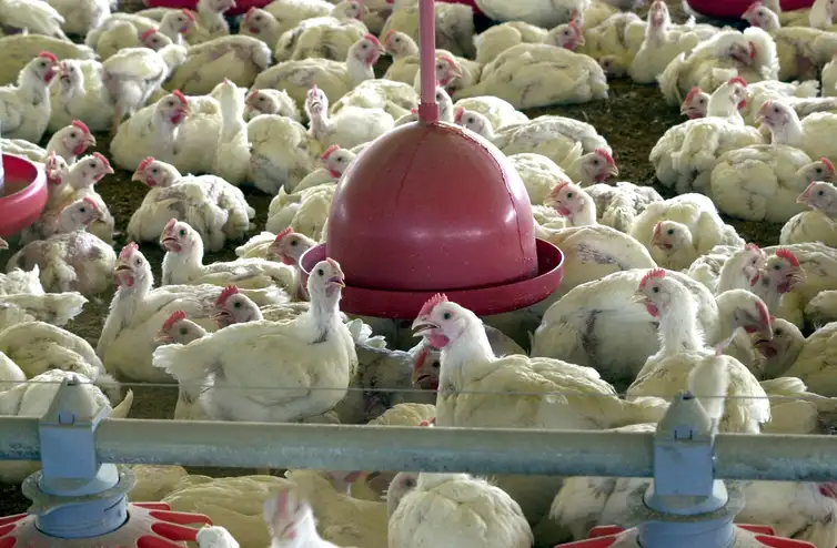 Imagem de China suspende veto e retoma importações de frango brasileiro após caso de gripe aviária