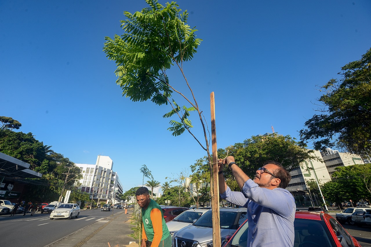 Imagem de Salvador bate recorde e encerra Operação Plantio-Chuva 2025 com 12,6 mil árvores plantadas