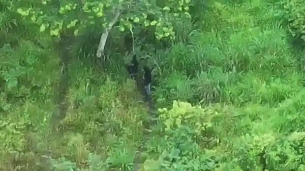 Imagem de Vídeo mostra criminosos armados escondidos em mata no Recôncavo